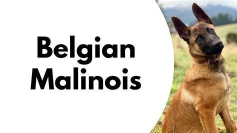 proper pronunciation of belgian malinois